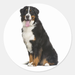 Bernese Mountain Puppy Mom Dog Dad Berner Love Classic Round Sticker