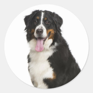 Bernese Mountain Puppy Mom Dog Dad Berner Rescue Classic Round Sticker