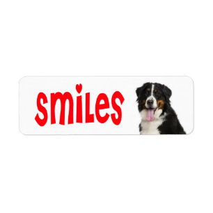 Bernese Mountain Puppy Mom Dog Rescue Dad Hello