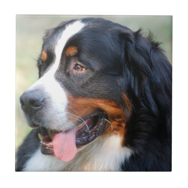 Bernese Mountain Puppy Tile (Front)