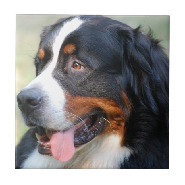 Bernese Mountain Puppy Tile (Front)