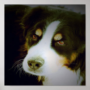 Bernese Mountian Dog Poster