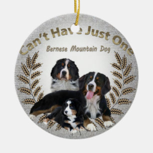 Bernese Mt. Dog Can't Have Just One Ornament