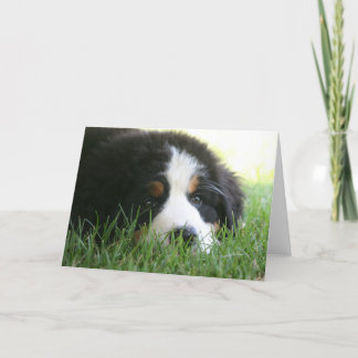 Bernese Puppy Card
