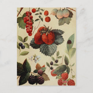 BERRIES BERRIES carte postale