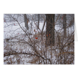 Berries dans la neige