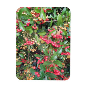 Berries in the Park Magnet