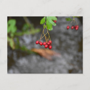 Berries postcard