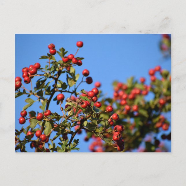 Berries  postcard (Front)
