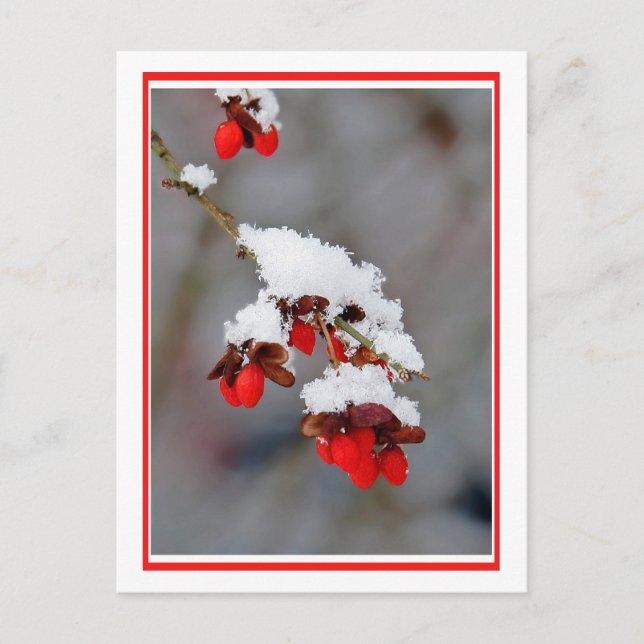 Berries With Snow Postcard (Front)