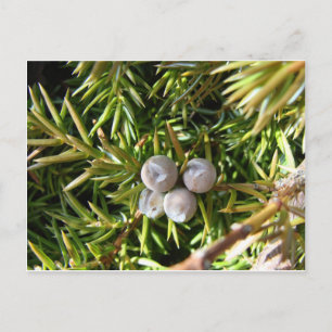 Berry Baubles Postcard