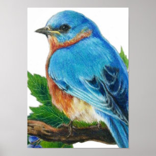 Berry Bluebird Poster