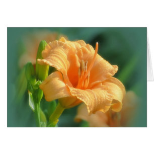Bertie Blooms - Daylily