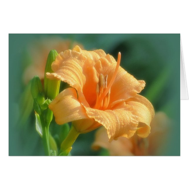 Bertie Blooms - Daylily (Front Horizontal)