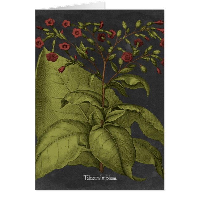 Besler Dramatique I (Front)