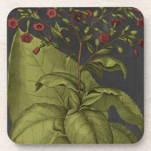 Besler Dramatique I Coaster