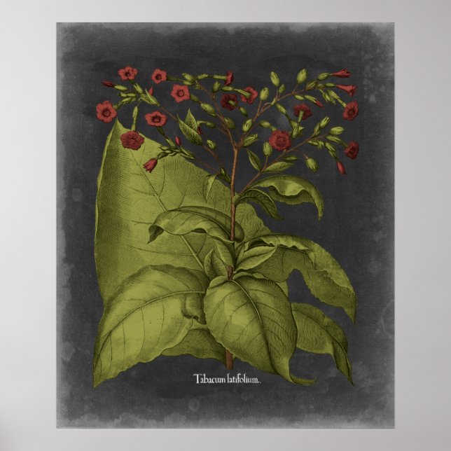 Besler Dramatique I Poster (Front)