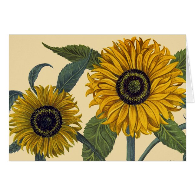 Besler: Sunflower (Front Horizontal)