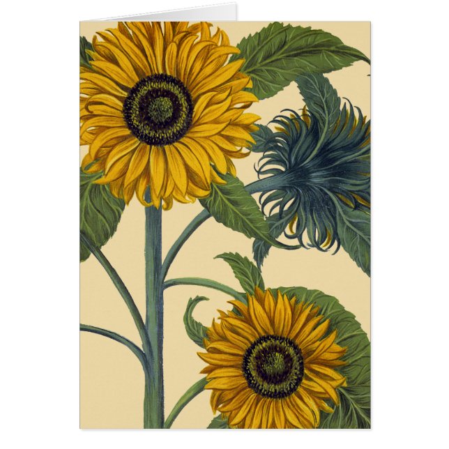 Besler: Sunflower (Front)
