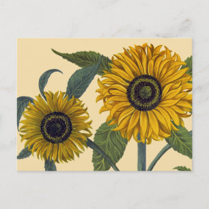 Besler: Sunflower Postcard