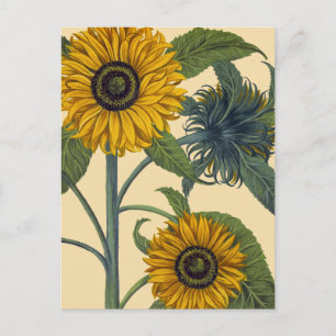 Besler: Sunflower Postcard
