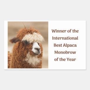 Best Alpaca Monobrow Sticker