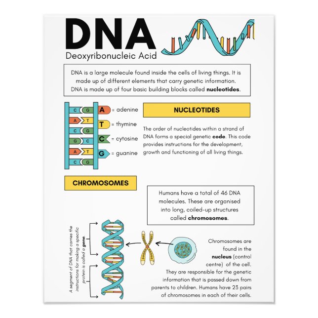 Best children Student educational posters (Front)