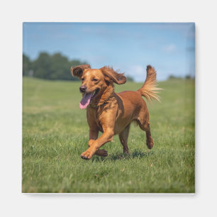 Best Dog Dad Ever Modern Custom Pet Photo Magnet