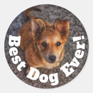Best Dog Ever Classic Round Sticker