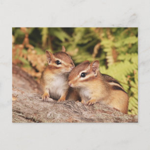 Best Friends Baby Chipmunks Postcard