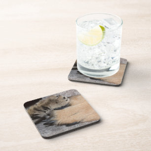 Best Friends Forever by Shirley Taylor Coaster