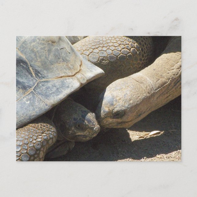 Best Friends Forever Postcard (Front)