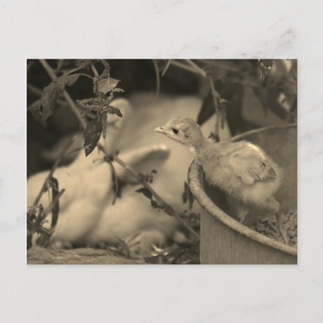 Best Friends, Maybe? - Postcard (Front)