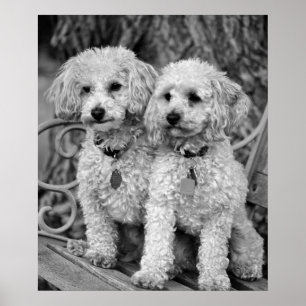 Best Friends Poodles Poster