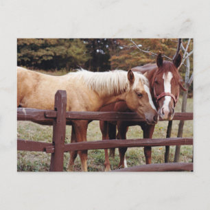 Best Friends Postcard