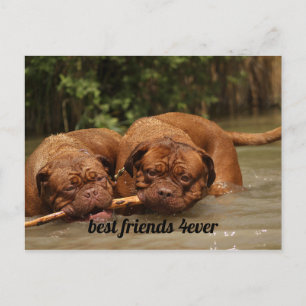 Best Friends Postcard