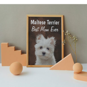 Best Maltese Terrier Mom Poster