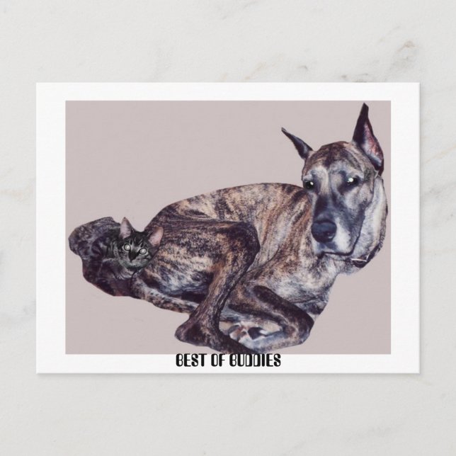 BEST OF BUDDIES POSTCARD (Front)