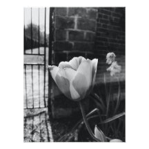 best posters black and white flower photography