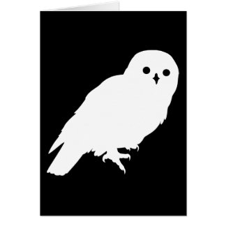 Best Price White Barn Owl