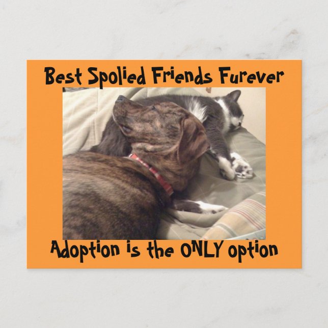 Best Spolied Friends Postcard (Front)