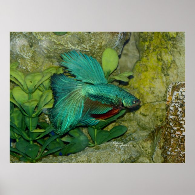 Bêta bleu poisson Imprimer ou poster (Devant)