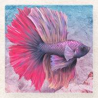 Beta Fish