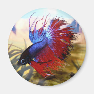 Beta fish magnet