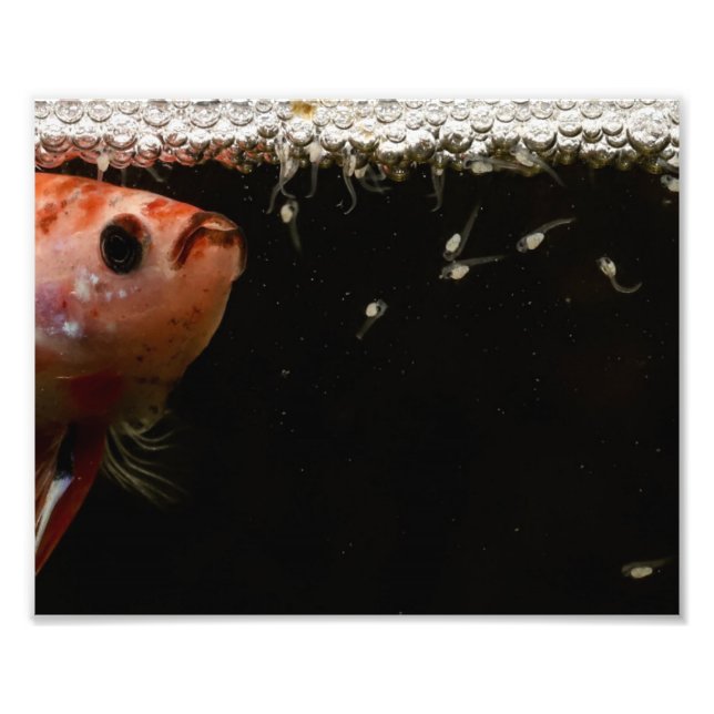 Betta Fish Babies Photo Print (Front)