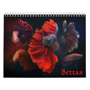 Betta fish Calendar