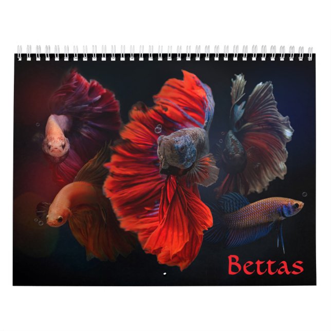 Betta fish Calendar (Cover)
