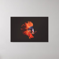 Betta Fish