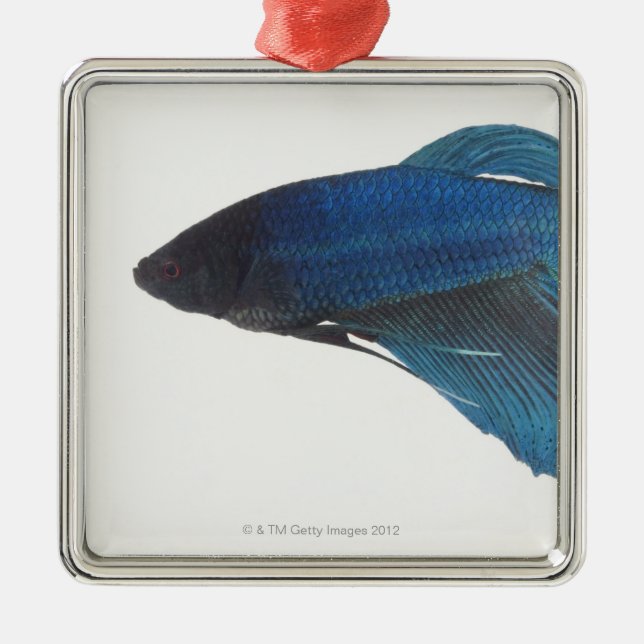 Betta Fish or Male Blue Siamese Fighting Fish Metal Ornament (Front)
