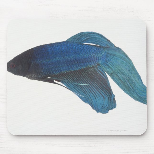 Betta Fish or Male Blue Siamese Fighting Fish Mouse Pad (Front)